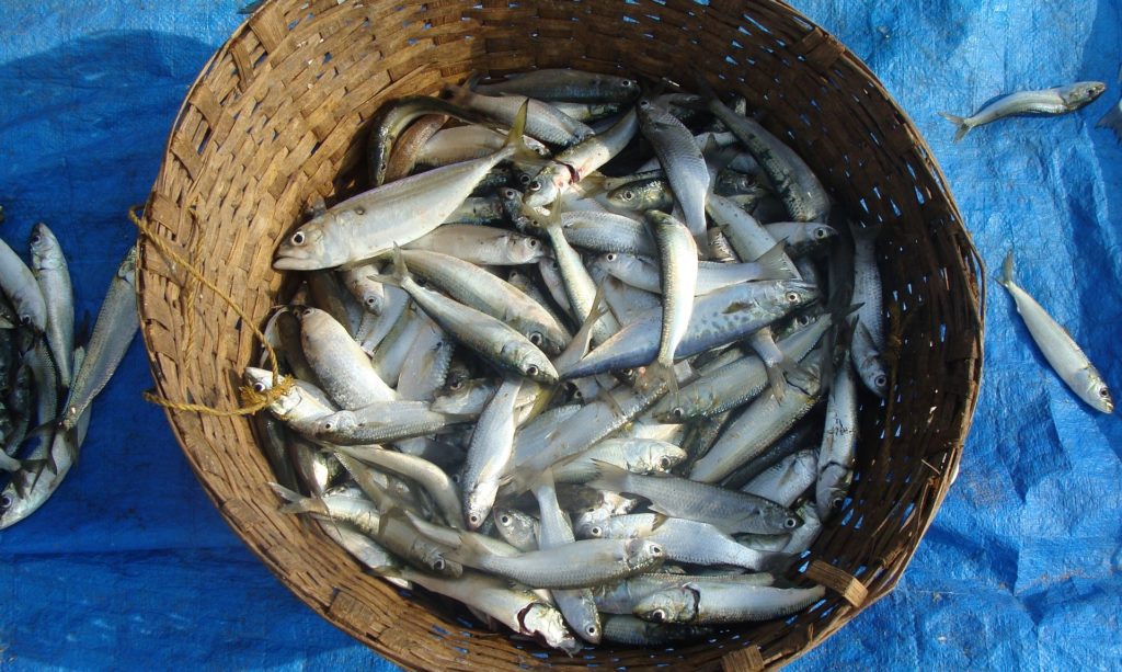 Sardine fraiche de la pêche
